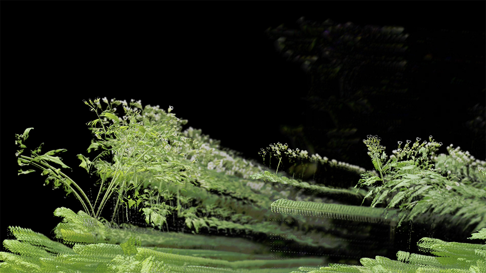 arabidopsis_still1 arabidopsis thaliana (Thale cress)