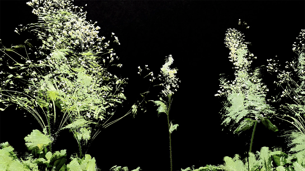 arabidopsis_still2 arabidopsis thaliana (Thale cress)