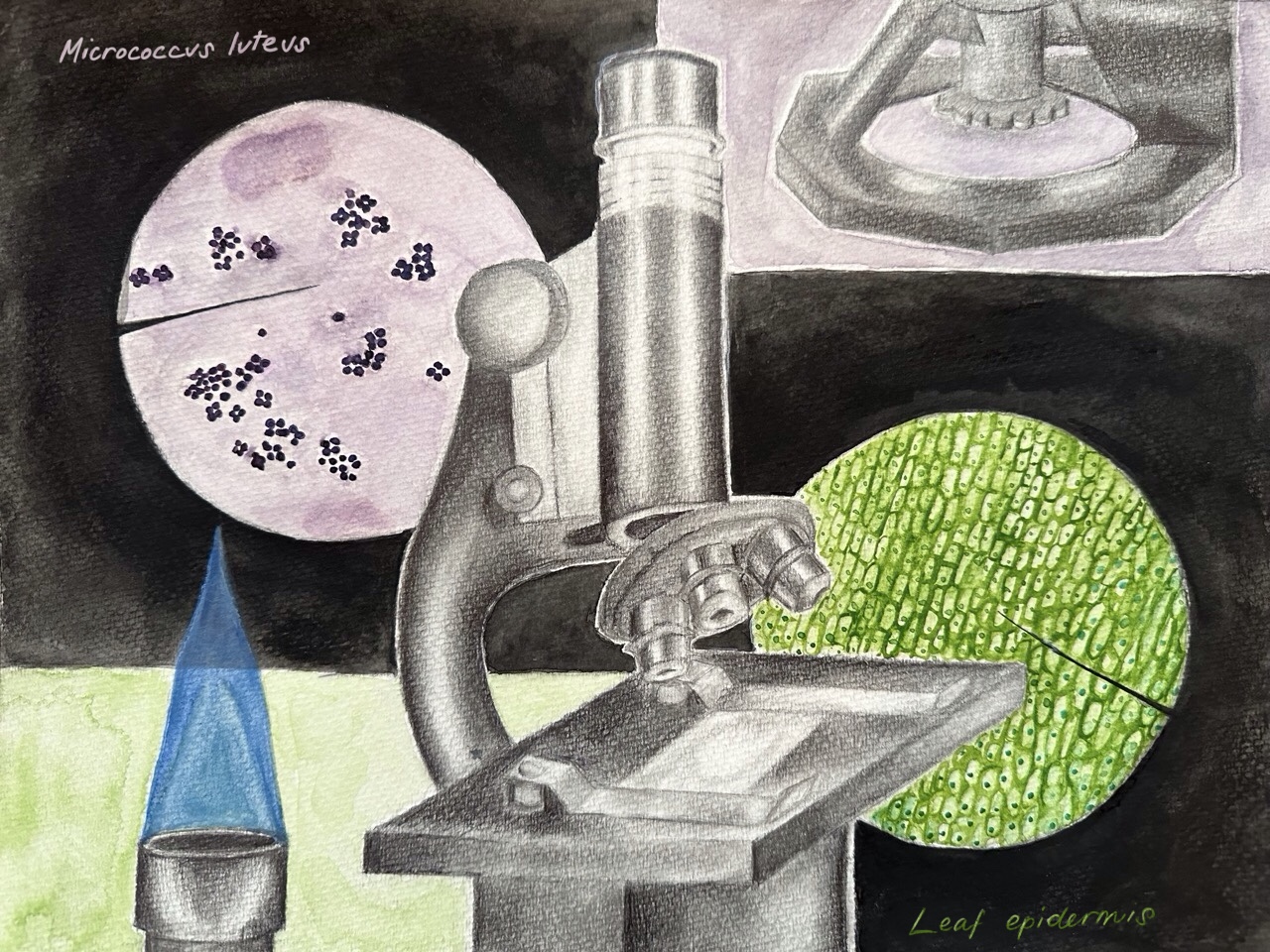 microscope - Zoeya Ali Ali Microscope Artwork